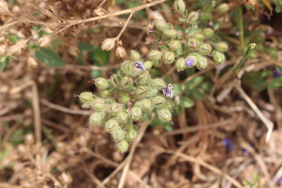 Hydrolea spinosa L.